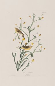 Kuvitus elokuvasta "Birds of America" tekijältä John James Audubon