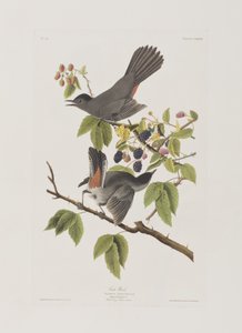 Kuvitus elokuvasta "Birds of America" tekijältä John James Audubon