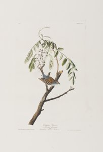 Kuvitus elokuvasta "Birds of America" tekijältä John James Audubon