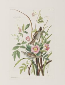 Kuvitus elokuvasta "Birds of America" tekijältä John James Audubon
