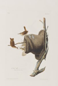Kuvitus elokuvasta "Birds of America" tekijältä John James Audubon
