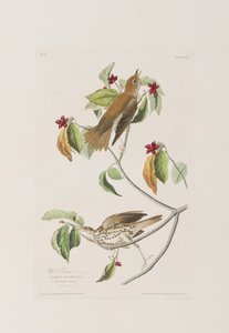 Kuvitus elokuvasta "Birds of America" tekijältä John James Audubon