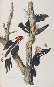 Kuvitus elokuvasta "Birds of America" tekijältä John James Audubon