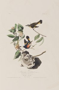 Kuvitus elokuvasta "Birds of America" tekijältä John James Audubon