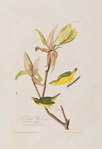 Kuvitus kirjasta 