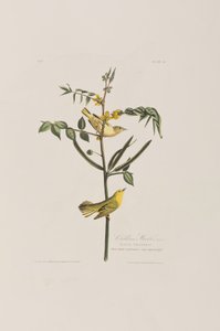 Kuvitus elokuvasta "Birds of America" tekijältä John James Audubon
