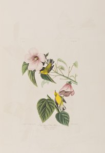 Kuvitus elokuvasta "Birds of America" tekijältä John James Audubon