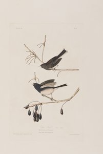 Kuvitus elokuvasta "Birds of America" tekijältä John James Audubon
