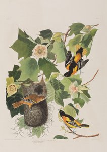 Kuvitus elokuvasta "Birds of America" tekijältä John James Audubon