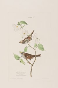 Kuvitus elokuvasta "Birds of America" tekijältä John James Audubon