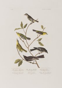 Kuvitus elokuvasta "Birds of America" tekijältä John James Audubon