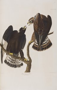 Kuvitus elokuvasta "Birds of America" tekijältä John James Audubon