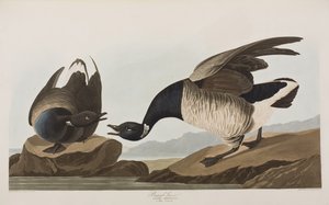 Kuvitus elokuvasta "Birds of America" tekijältä John James Audubon