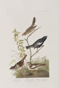 Kuvitus elokuvasta "Birds of America" tekijältä John James Audubon