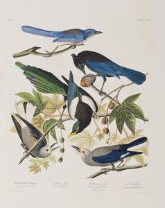 Kuvitus elokuvasta "Birds of America" tekijältä John James Audubon