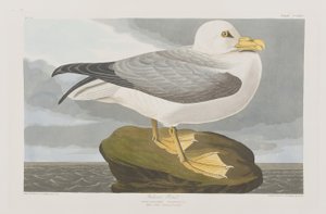 Kuvitus elokuvasta "Birds of America" tekijältä John James Audubon