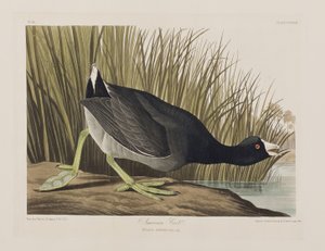 Kuvitus elokuvasta "Birds of America" tekijältä John James Audubon