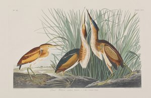 Kuvitus elokuvasta "Birds of America" tekijältä John James Audubon