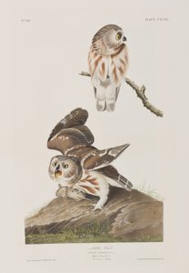 Kuvitus elokuvasta "Birds of America" tekijältä John James Audubon