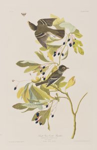 Kuvitus elokuvasta "Birds of America" tekijältä John James Audubon