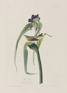 Kuvitus elokuvasta "Birds of America" tekijältä John James Audubon
