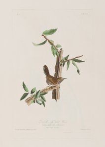 Kuvitus elokuvasta "Birds of America" tekijältä John James Audubon