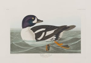 Kuvitus elokuvasta "Birds of America" tekijältä John James Audubon