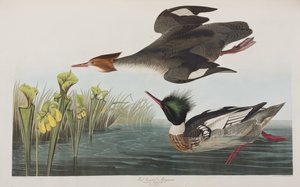 Kuvitus elokuvasta "Birds of America" tekijältä John James Audubon