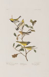 Kuvitus elokuvasta "Birds of America" tekijältä John James Audubon