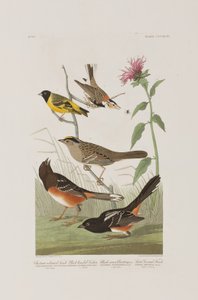 Kuvitus elokuvasta "Birds of America" tekijältä John James Audubon