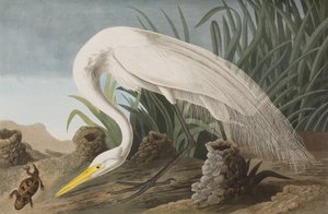 Kuvitus elokuvasta "Birds of America" tekijältä John James Audubon