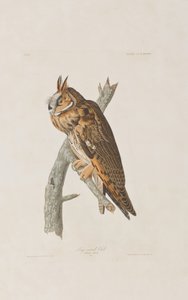 Kuvitus elokuvasta "Birds of America" tekijältä John James Audubon
