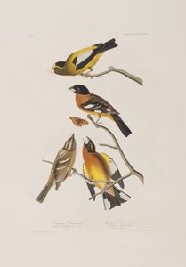 Kuvitus elokuvasta "Birds of America" tekijältä John James Audubon