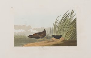 Kuvitus elokuvasta "Birds of America" tekijältä John James Audubon