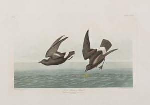 Kuvitus elokuvasta "Birds of America" tekijältä John James Audubon