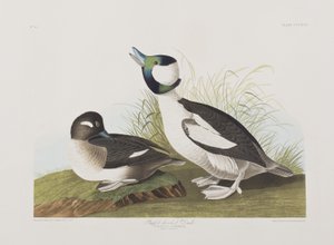 Kuvitus elokuvasta "Birds of America" tekijältä John James Audubon