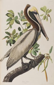 Kuvitus elokuvasta "Birds of America" tekijältä John James Audubon