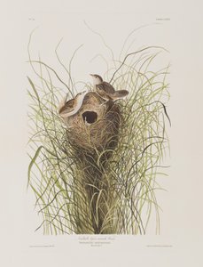 Kuvitus elokuvasta "Birds of America" tekijältä John James Audubon