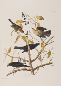 Kuvitus elokuvasta "Birds of America" tekijältä John James Audubon