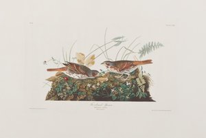 Kuvitus elokuvasta "Birds of America" tekijältä John James Audubon