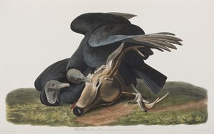 Kuvitus elokuvasta "Birds of America" tekijältä John James Audubon