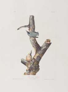 Kuvitus elokuvasta "Birds of America" tekijältä John James Audubon