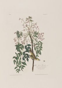 Kuvitus elokuvasta "Birds of America" tekijältä John James Audubon