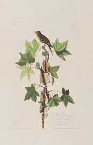 Kuvitus elokuvasta "Birds of America" tekijältä John James Audubon