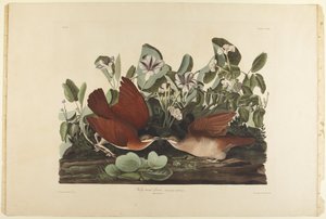  tekijältä John James Audubon