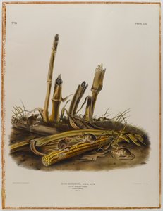 Pieni sadonkorjuuhiiri tekijältä John James Audubon