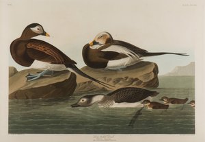 Pitkähäntäinen ankka, 1836 (wc paperilla) tekijältä John James Audubon