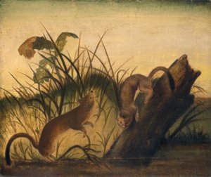 Pitkähäntäinen lumikko, n. 1845. tekijältä John James Audubon