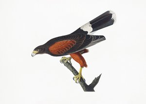 Louisianan haukka teoksesta *Birds of America* (1827) tekijältä John James Audubon