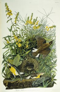 Meadow Lark, 1832 tekijältä John James Audubon